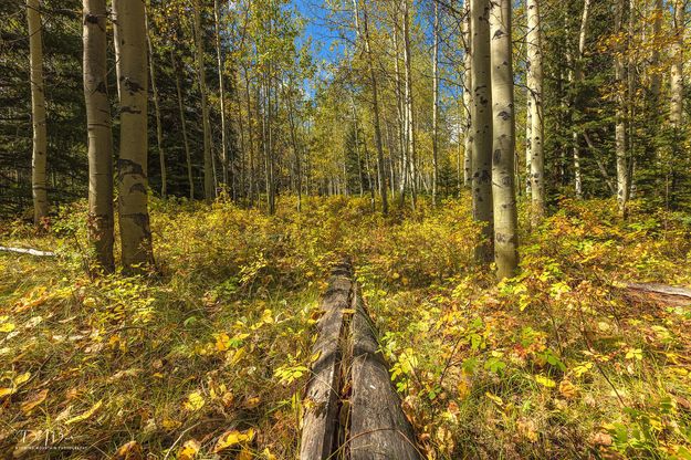 Fall Colors. Photo by Dave Bell.