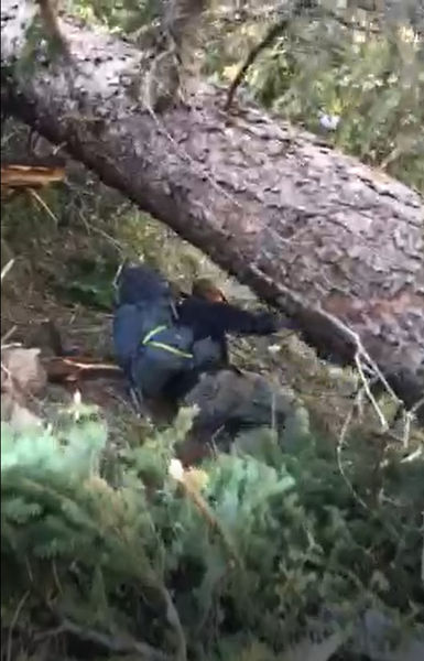 Downed tree. Photo by Scott.