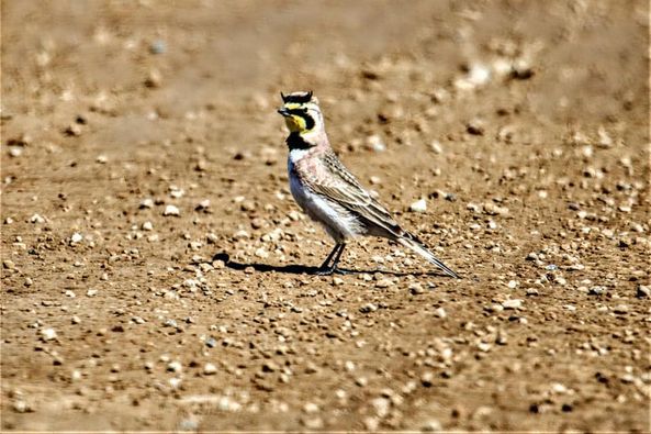 Horned Lark. Photo by Sharon Rauenzahn.