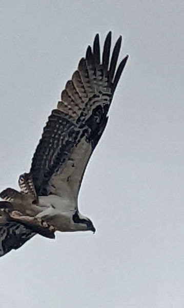 Osprey with a fish. Photo by Elena Slate.