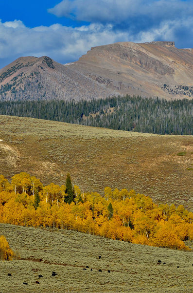 Yellow aspens. Photo by Rob Tolley.