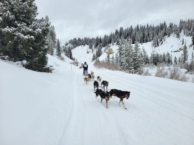 Jackson race Jan 28 2023. Photo by Pedigree Stage Stop Sled Dog Race.