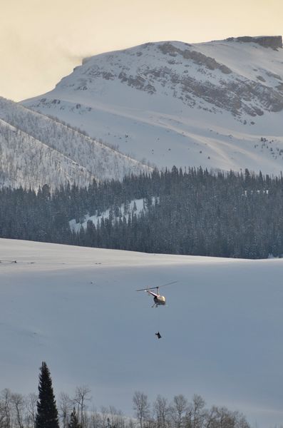 Flying Sheep. Photo by Rob Tolley.