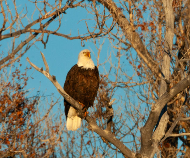 Magestic Bald Eagle. Photo by Chris Wilde.