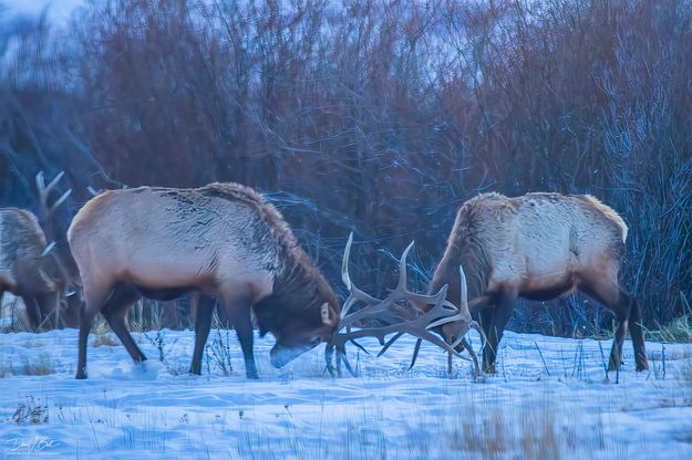 Sparring bull elk. Photo by Dave Bell.