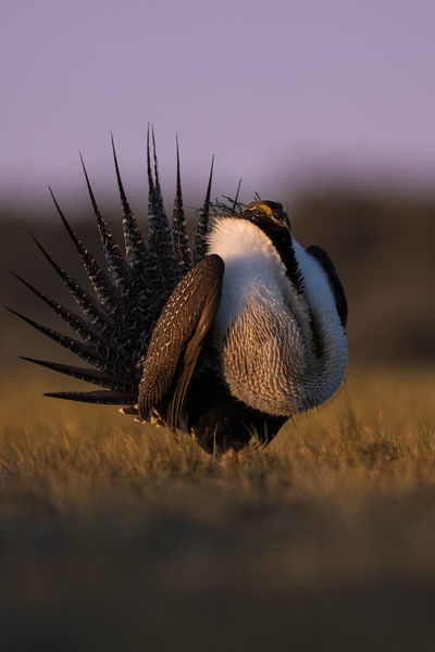 Sage Grouse. Photo by Tony Vitolo.