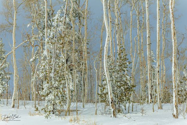 Snow Plastered Trunks In The Sun. Photo by Dave Bell.