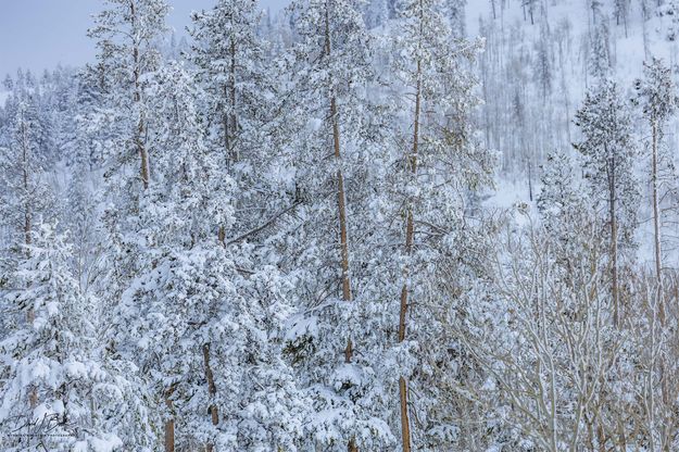 A Frocked Forest. Photo by Dave Bell.