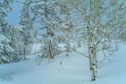 Winter Scene. Photo by Dave Bell.