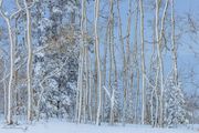 Snow Covered. Photo by Dave Bell.