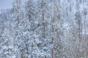 A Frocked Forest. Photo by Dave Bell.