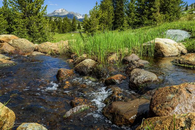 Beautiful Stream. Photo by Dave Bell.