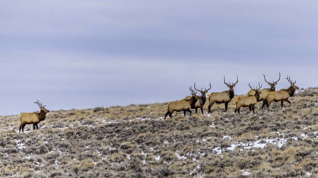 The Straggler. Photo by Dave Bell.