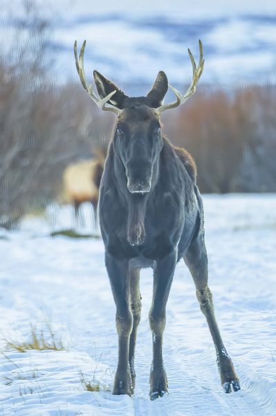 Whoa. Photo by Dave Bell.