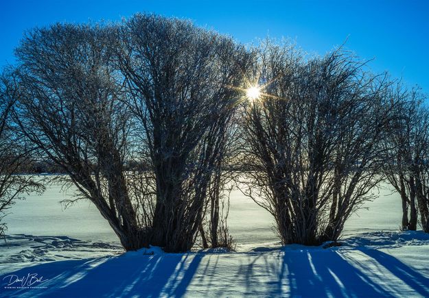 Star Filled Willows. Photo by Dave Bell.