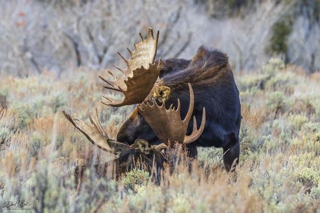 . Photo by Dave Bell.