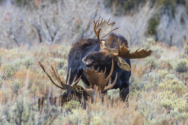 . Photo by Dave Bell.