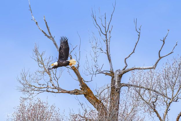 Freedom Bird In Flight. Photo by Dave Bell.