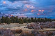 Blacktail Ponds Sunrise Elk. Photo by Dave Bell.