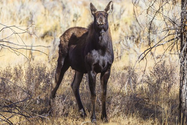 Momma Moose. Photo by Dave Bell.