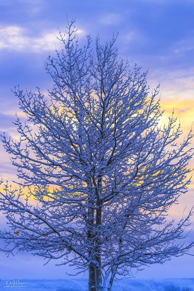 Bare Aspen Silhouette. Photo by Dave Bell.