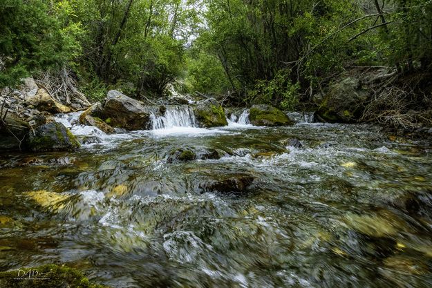 Lower Cedar Creek. Photo by Dave Bell.