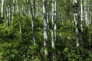 Beautiful Aspens. Photo by Dave Bell.