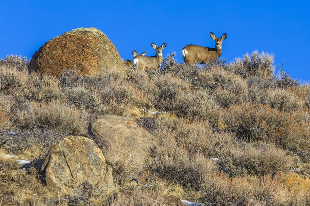 . Photo by Dave Bell.