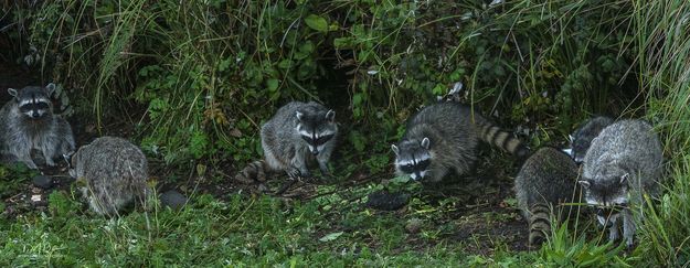 Scavengers But Cute. Photo by Dave Bell.