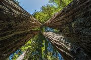 Looking Up. Photo by Dave Bell.