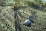 Dune Shadows. Photo by Dave Bell.