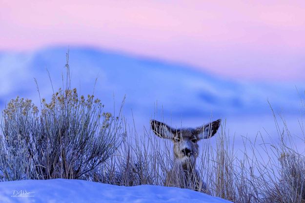 Good Morning To You. Photo by Dave Bell.