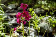 Lewis Monkey Flower. Photo by Dave Bell.