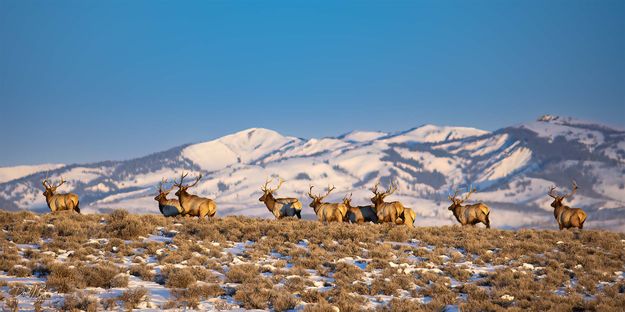 On The Move. Photo by Dave Bell.