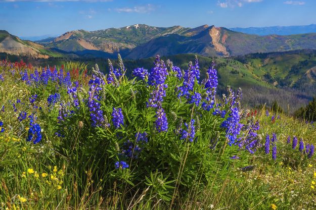 Lupine. Photo by Dave Bell.