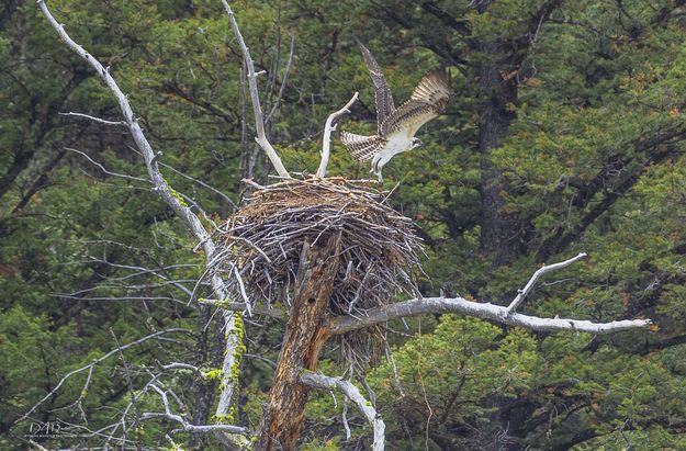 Osprey Takes Flight. Photo by Dave Bell.