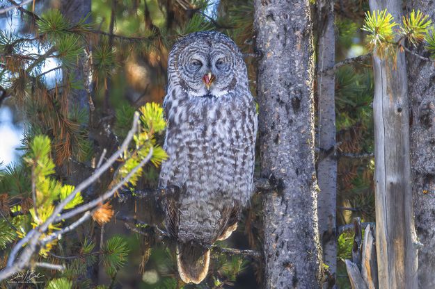 Hoot. Photo by Dave Bell.