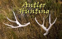 Antler hunting