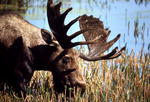 Moose. NPS photo.
